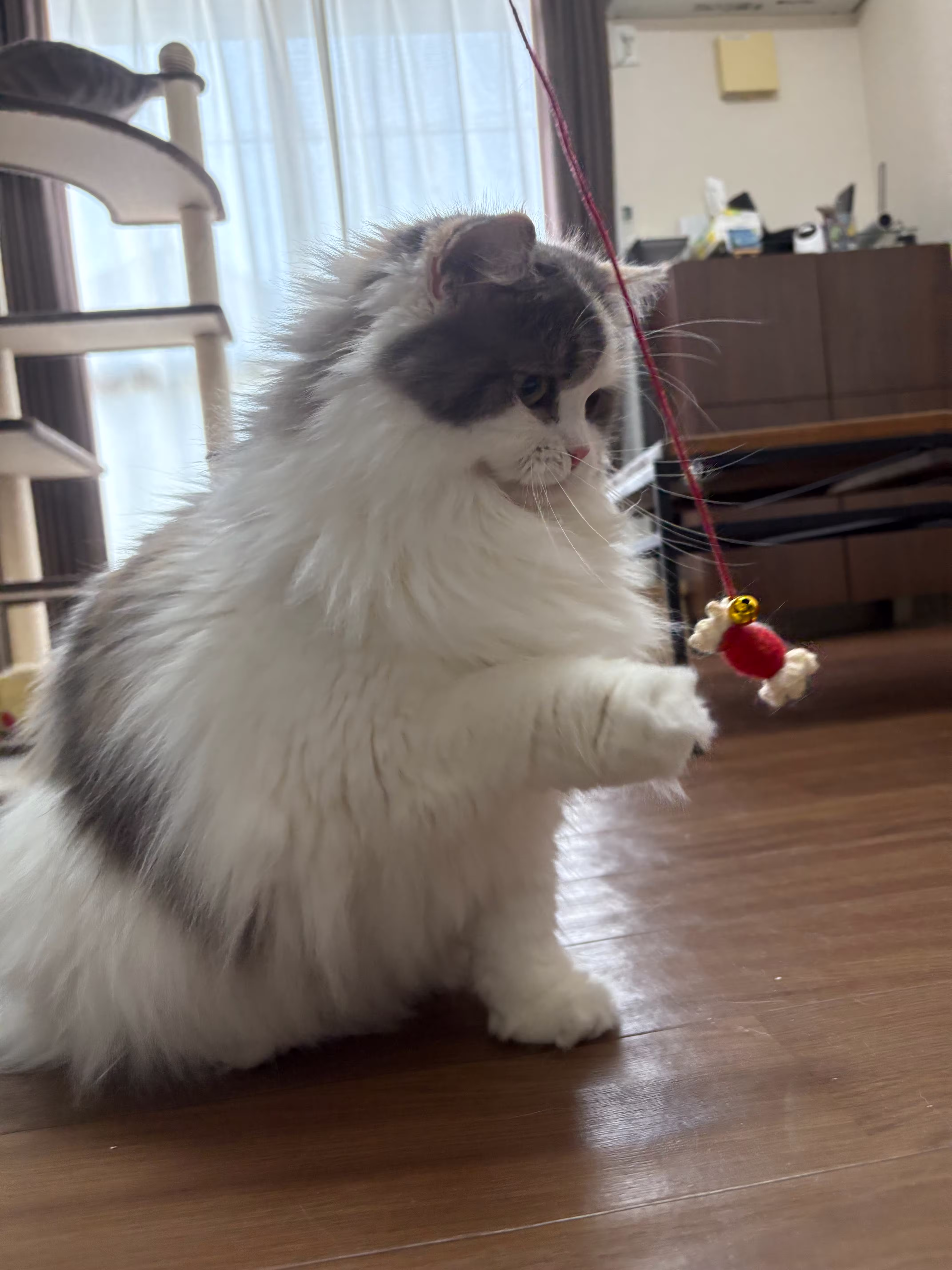 asa playing with toy