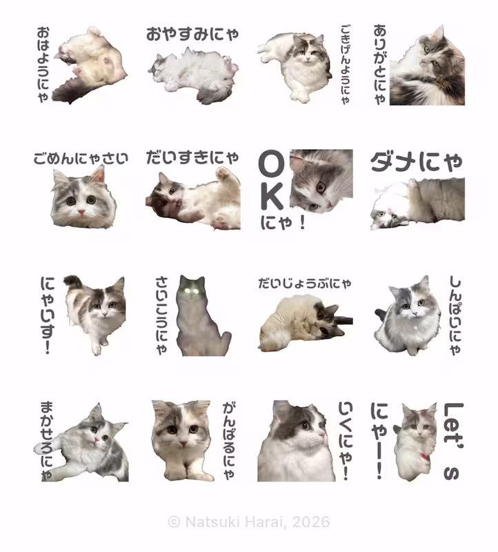 サイベリアンのアサちゃん